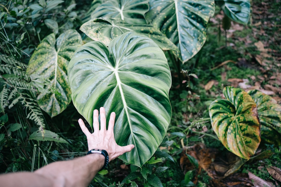 person wearing black watch with black leather strap, An huge Ecuagenera Philodendron verrucosum Giganteum plant leaf in 