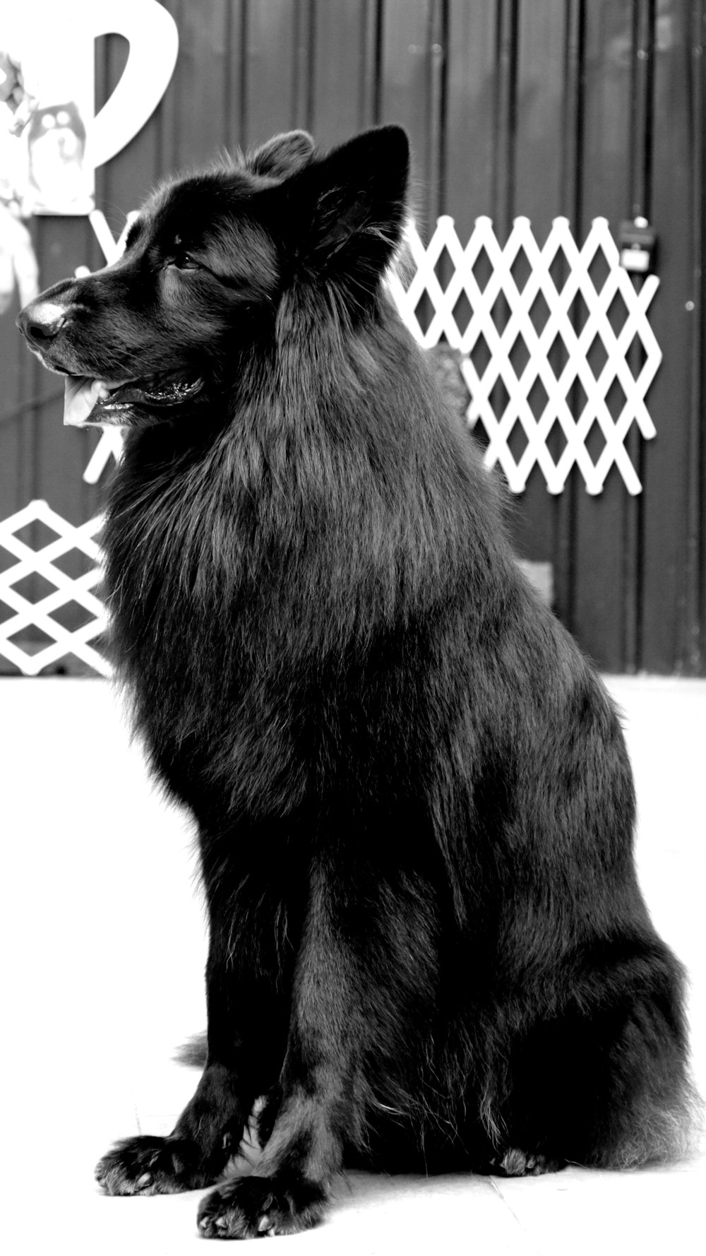 Perro negro de pelo largo en fotografía en escala de grises