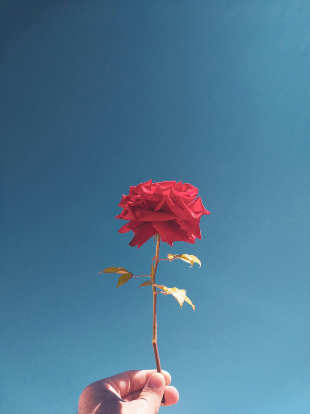 rosa vermelha em flor durante o dia