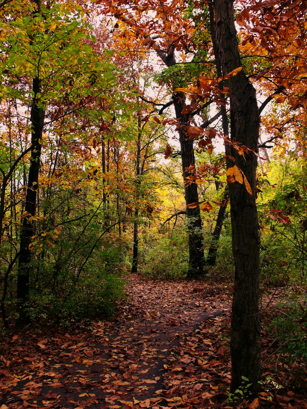 brown and yellow trees during daytime