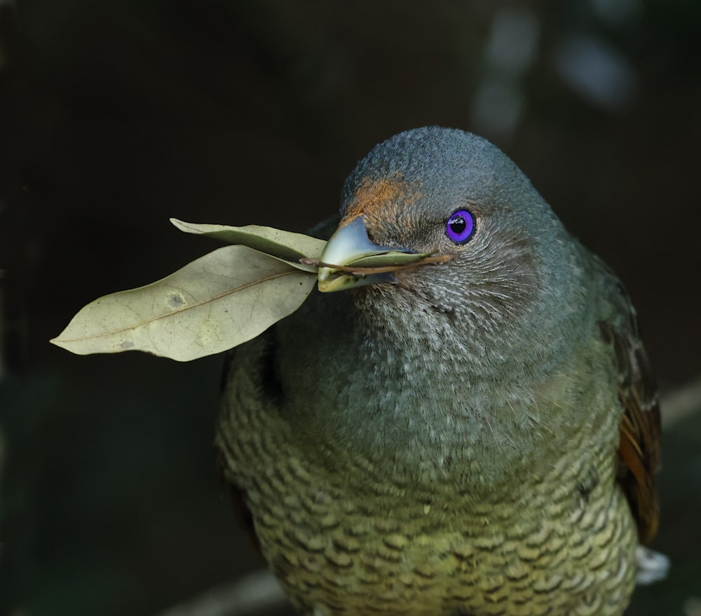 uccello blu e marrone su foglia verde