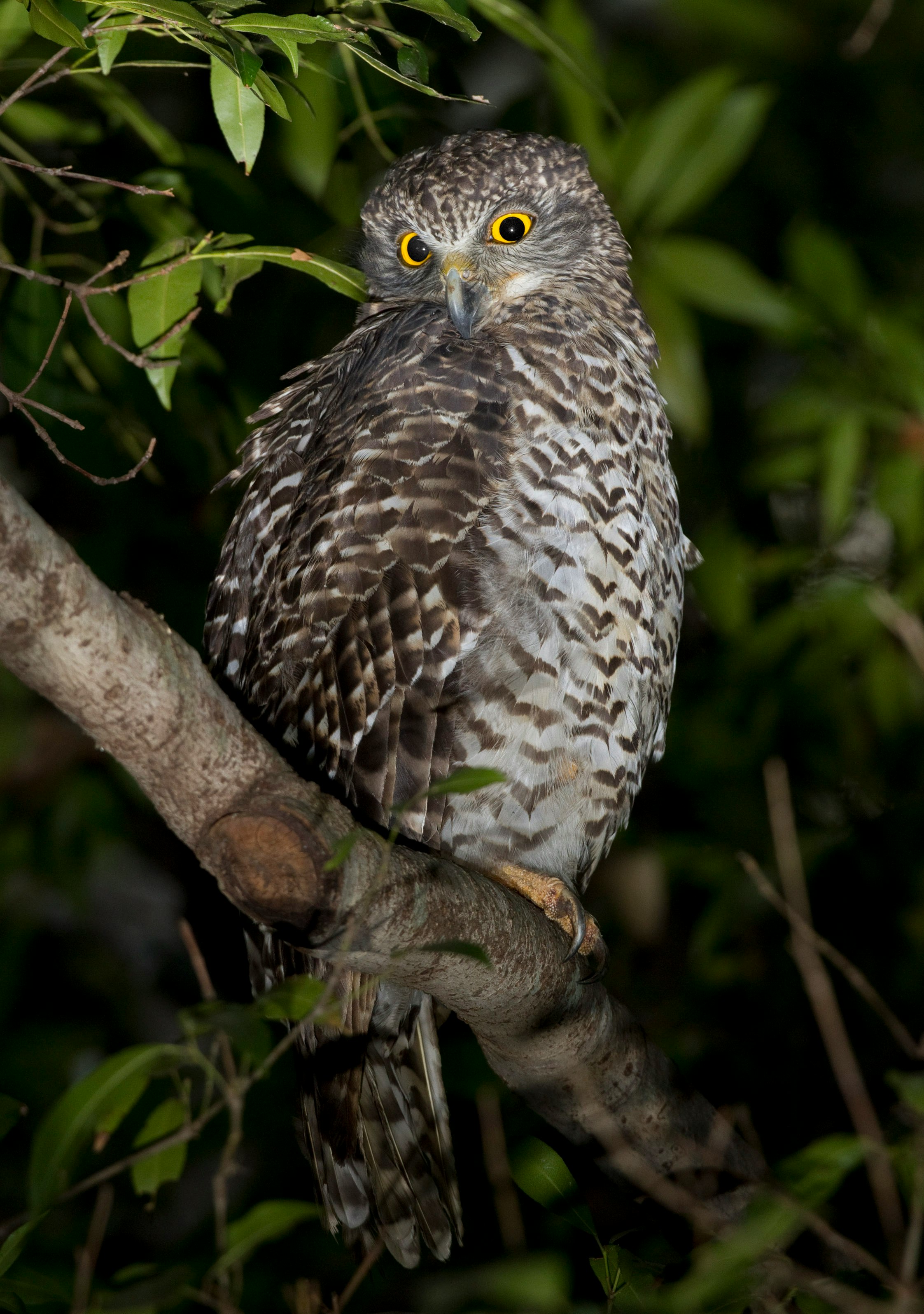 brown and white owl on brown tree branch during daytime