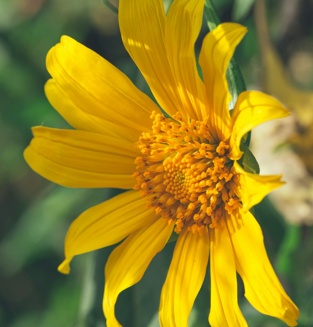 yellow flower in tilt shift lens