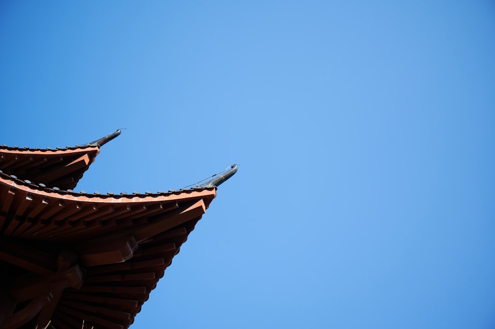 brown and white bird flying under blue sky during daytime