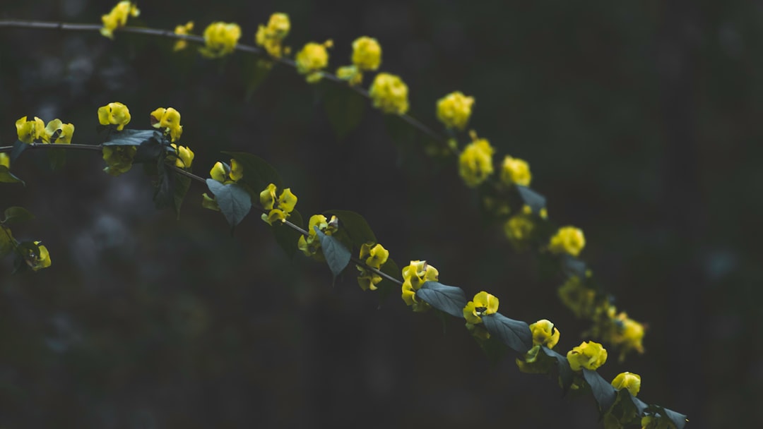 yellow flower in tilt shift lens