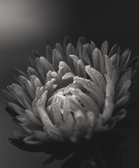 Close-up of a single flower with dew-covered petals in a monochrome color scheme. The petals have an intricate layered pattern and the image is softly focused, highlighting the texture of the petals.
