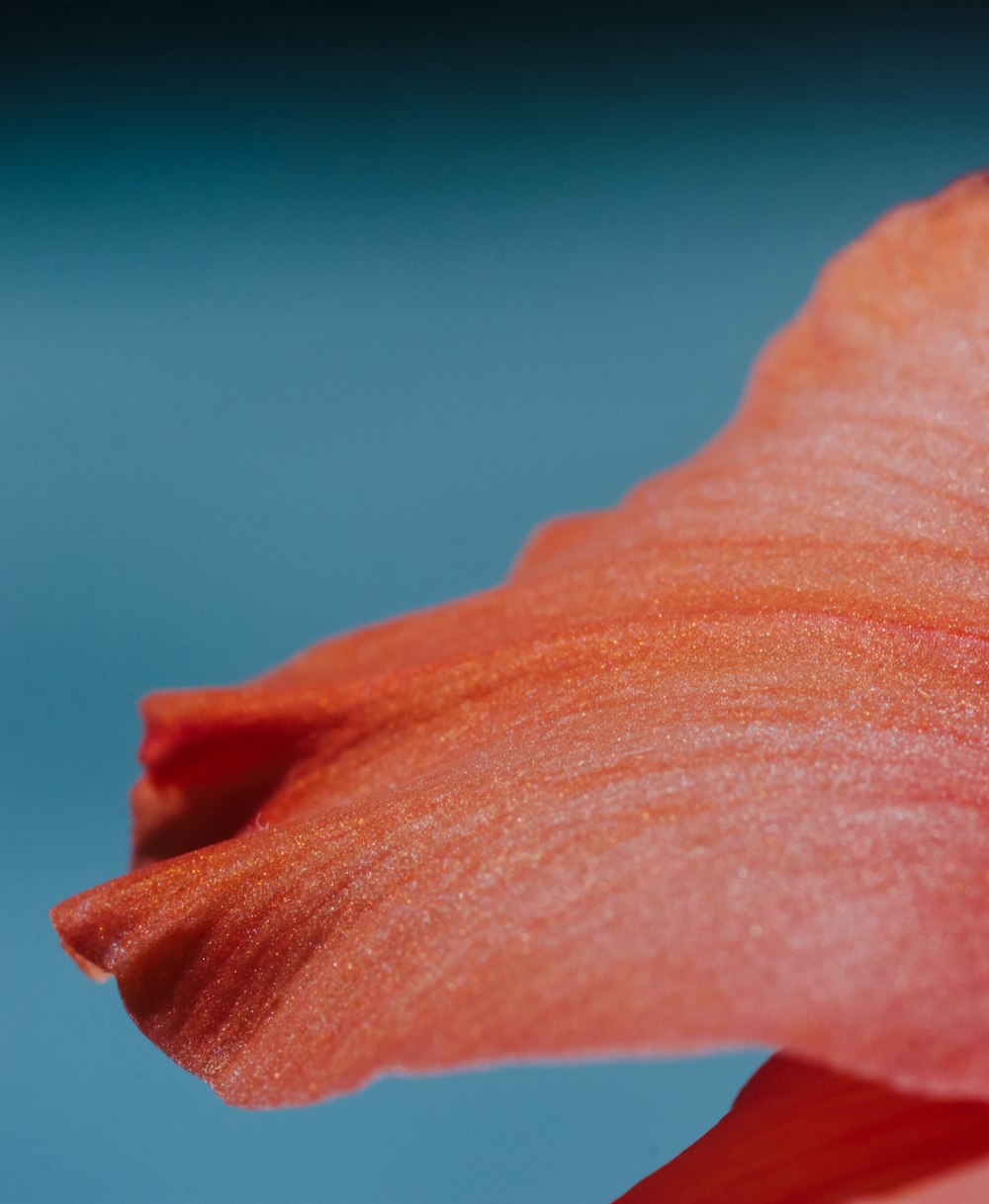 red flower in macro lens