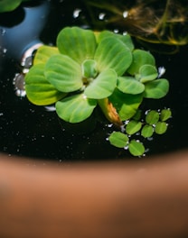 A cluster of vibrant green aquatic plants floats on the surface of dark water. The leaves are broad and waxy, showing water droplets scattered across them. Smaller leaves cluster to the side, while a terracotta rim partially frames the image at the bottom.