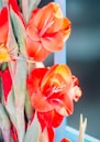 orange and yellow flower in tilt shift lens