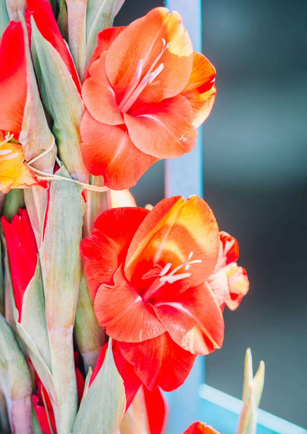 orange and yellow flower in tilt shift lens