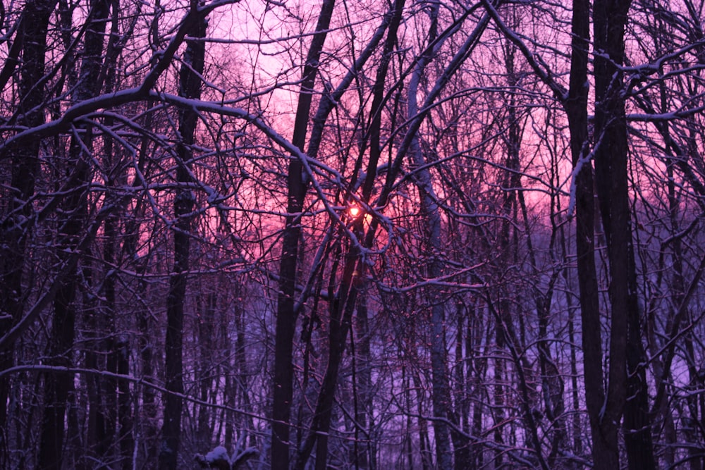 brown bare trees during daytime