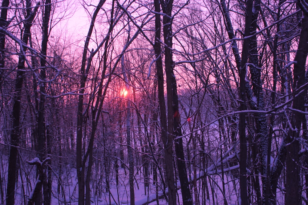 bare trees on snow covered ground during sunset