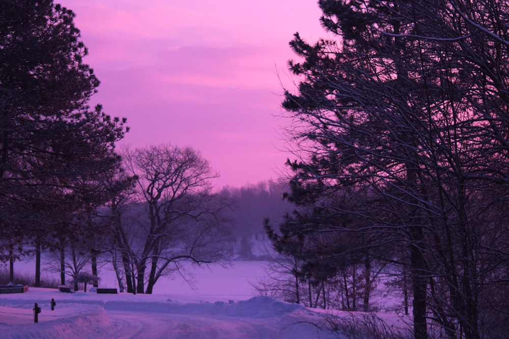 black trees on snow covered ground during daytime