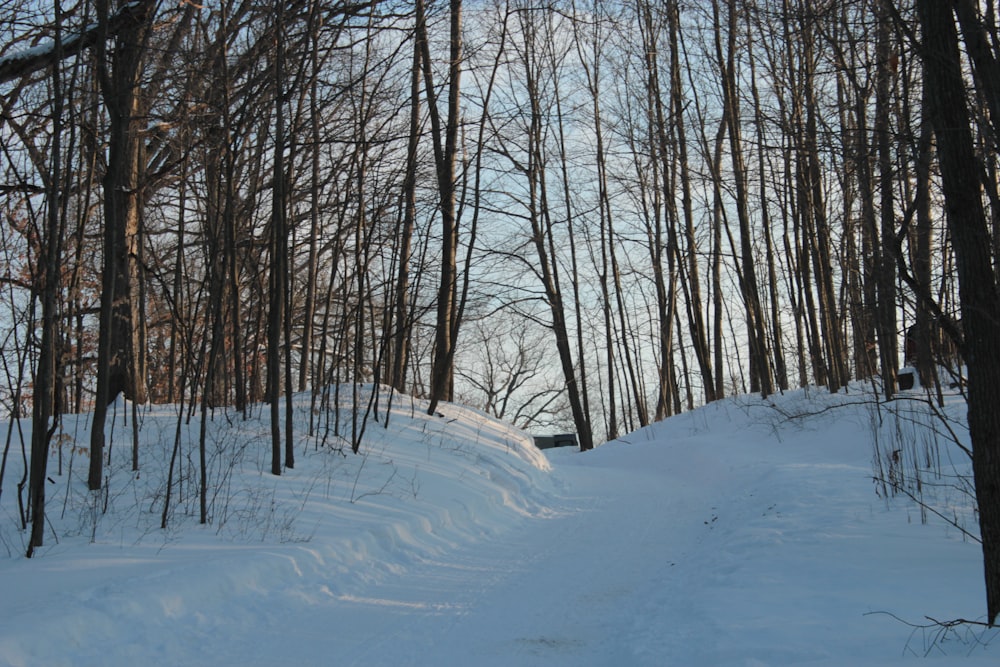 snow covered field with bare trees during daytime