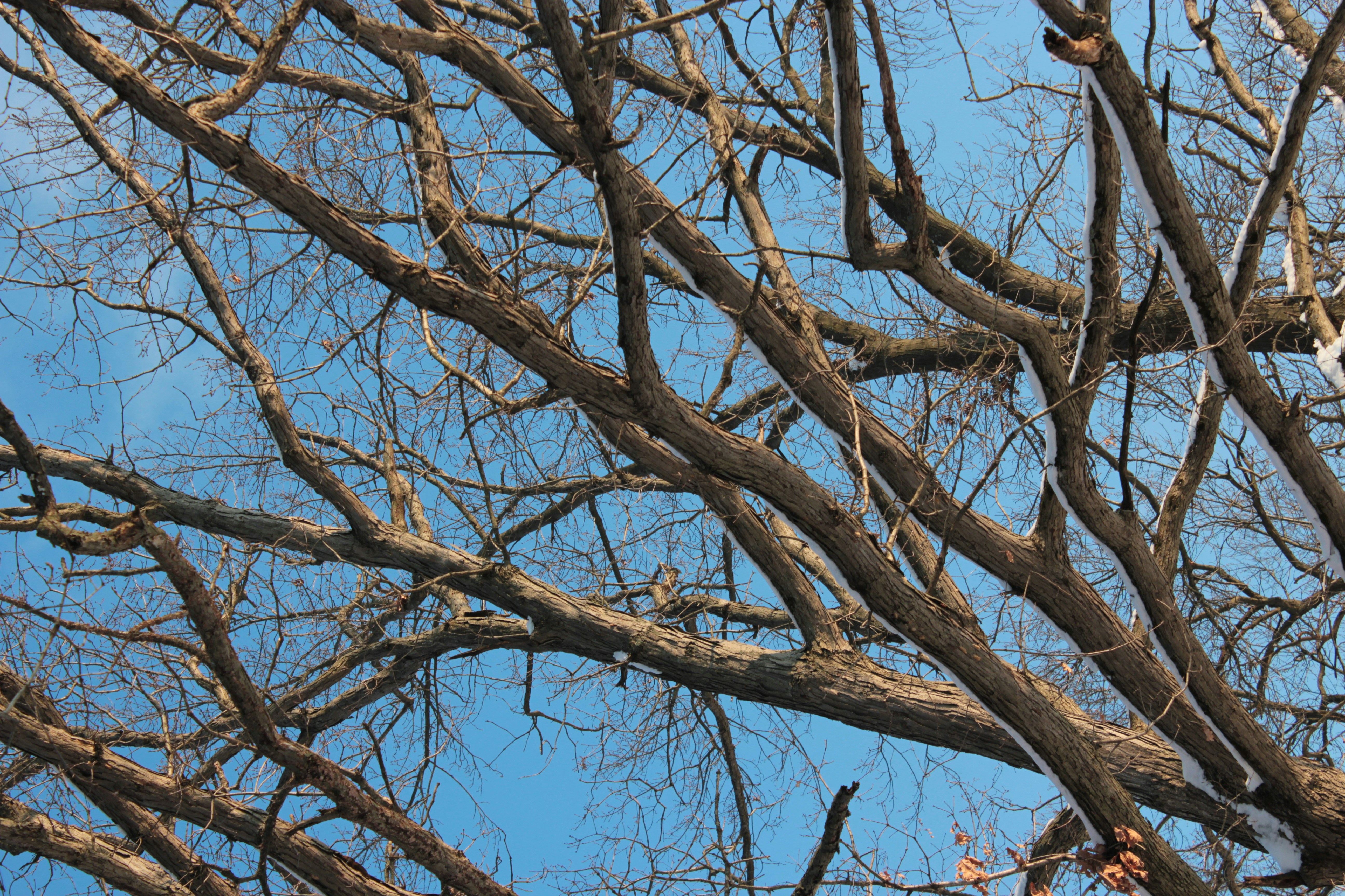 Photo by mrgreatheart