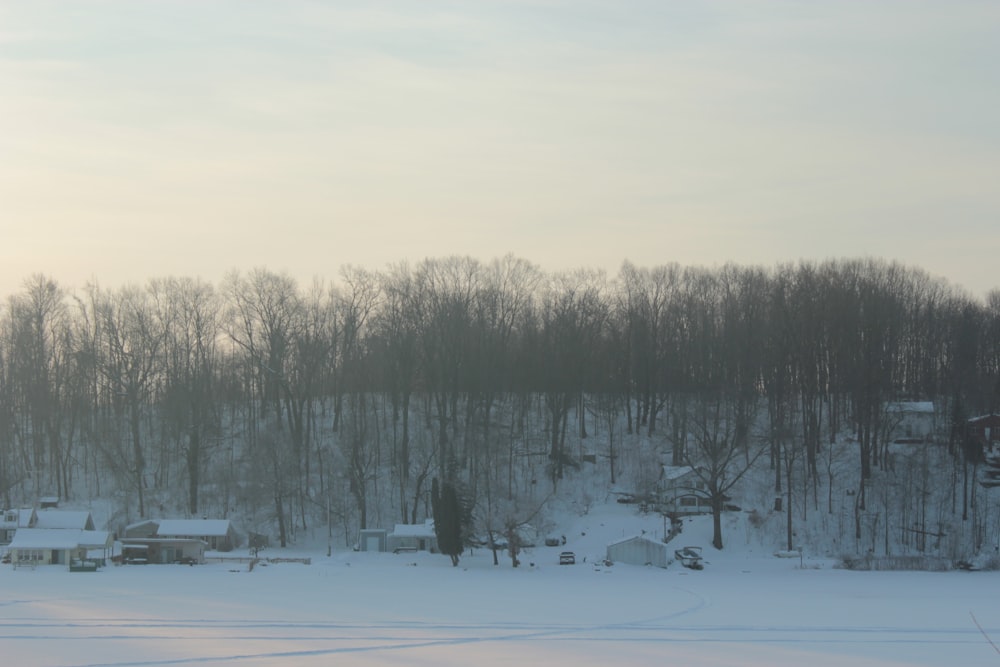 snow covered field and trees during daytime