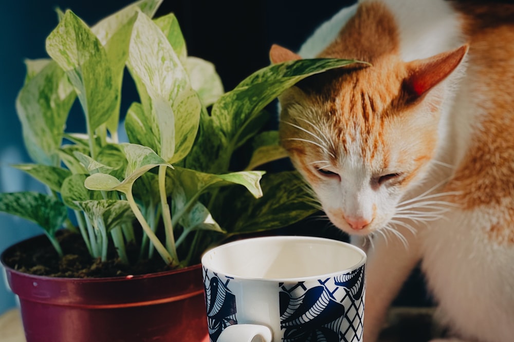 orange tabby cat on white and black ceramic mug