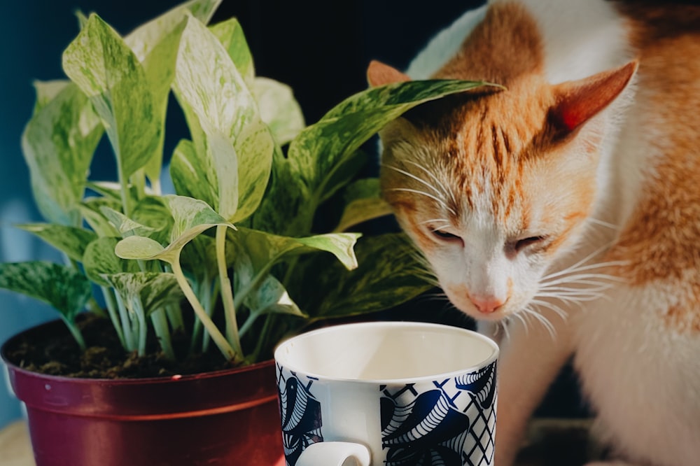 Gato atigrado naranja en taza de cerámica blanca y negra