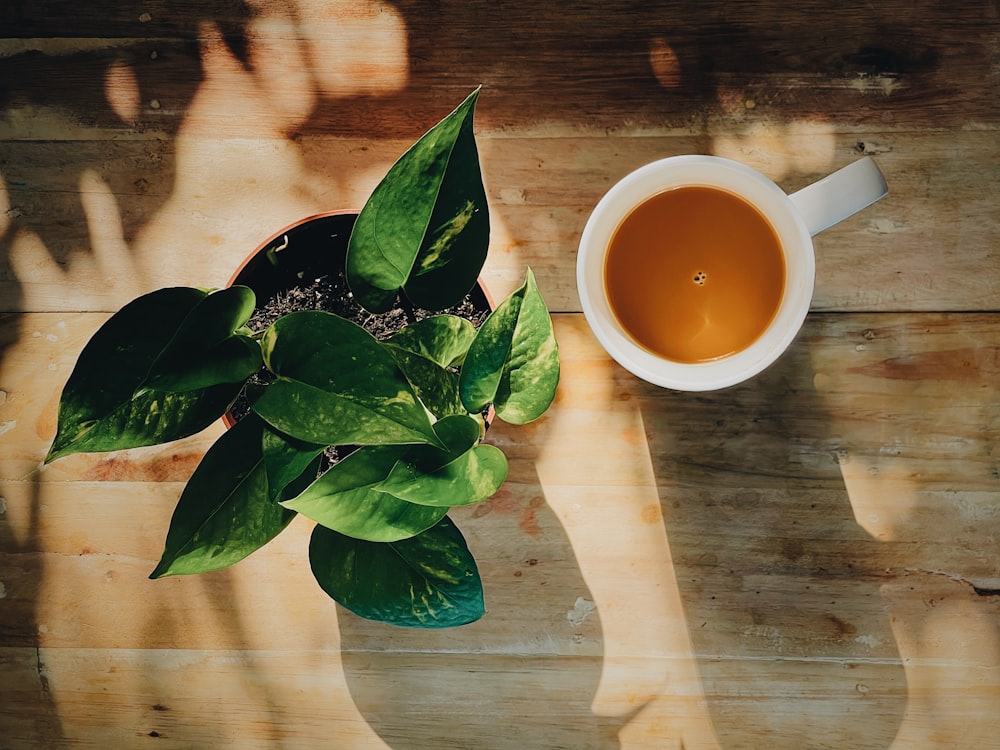 Tasse en céramique blanche avec liquide brun à l’intérieur