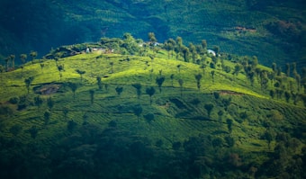 A lush, green landscape of a hilly tea plantation, dotted with evenly spaced small trees. The rolling hills create a sense of depth, with a few small structures visible near the top of the hill.