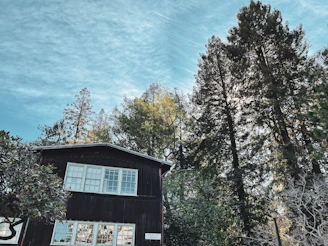 A serene off-grid eco home nestled among tall pine trees under a clear blue sky.