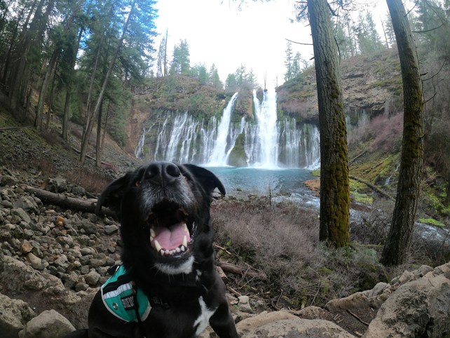 A black dog with a white patch on its chest is playfully posing in the foreground. In the background, a large waterfall cascades down into a pool surrounded by lush greenery and tall trees. The combination of natural elements creates a picturesque and serene environment.
