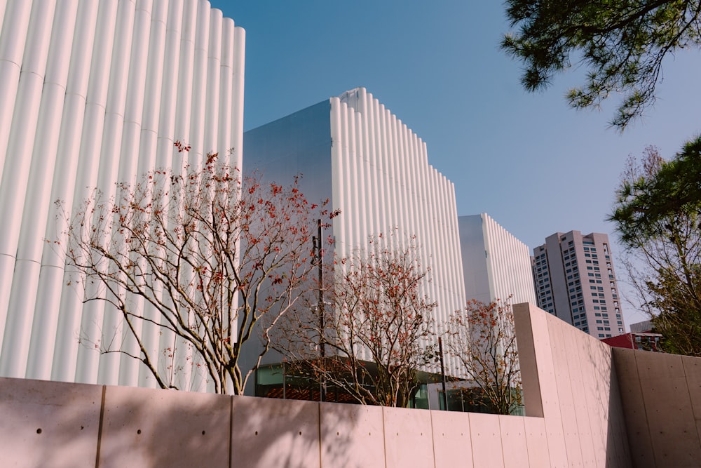 bare trees near white concrete building during daytime