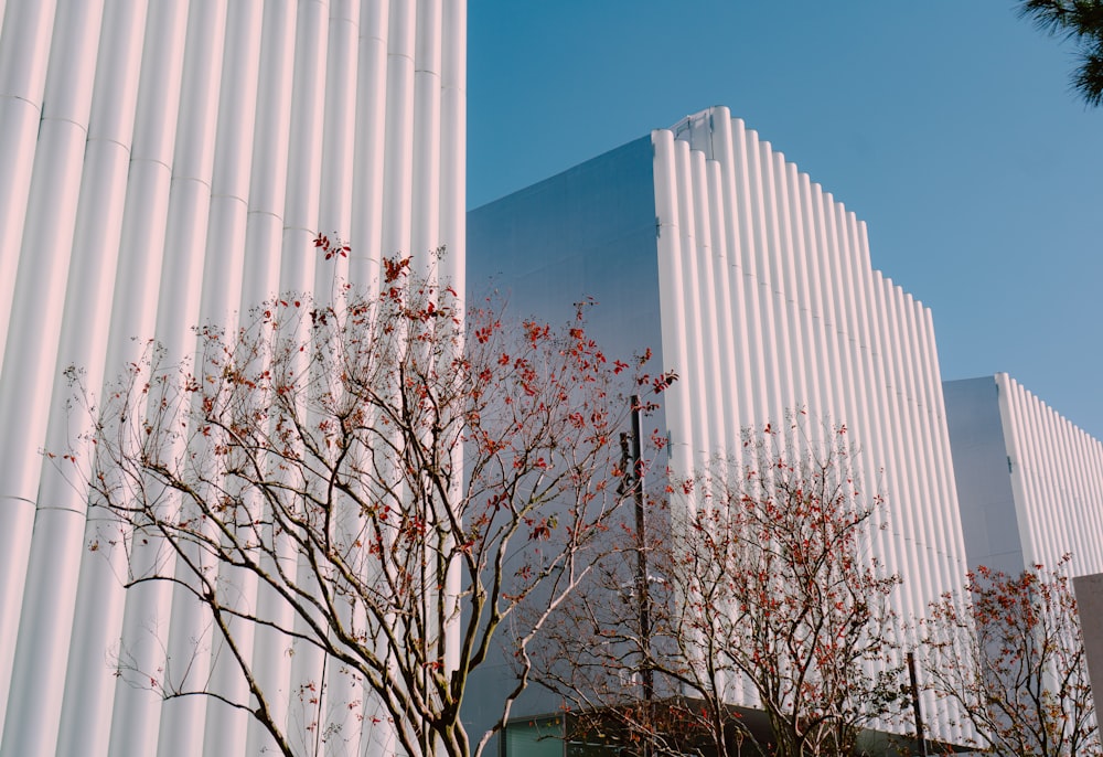 bare tree near white building