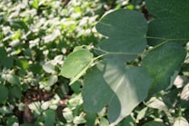 Green leaves with a heart-like shape cover the image, creating a lush and vibrant appearance. Sunlight filters through, casting shadows on the leaves below.