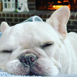 Adorable lilac French Bulldog puppy resting peacefully in a cozy bed.