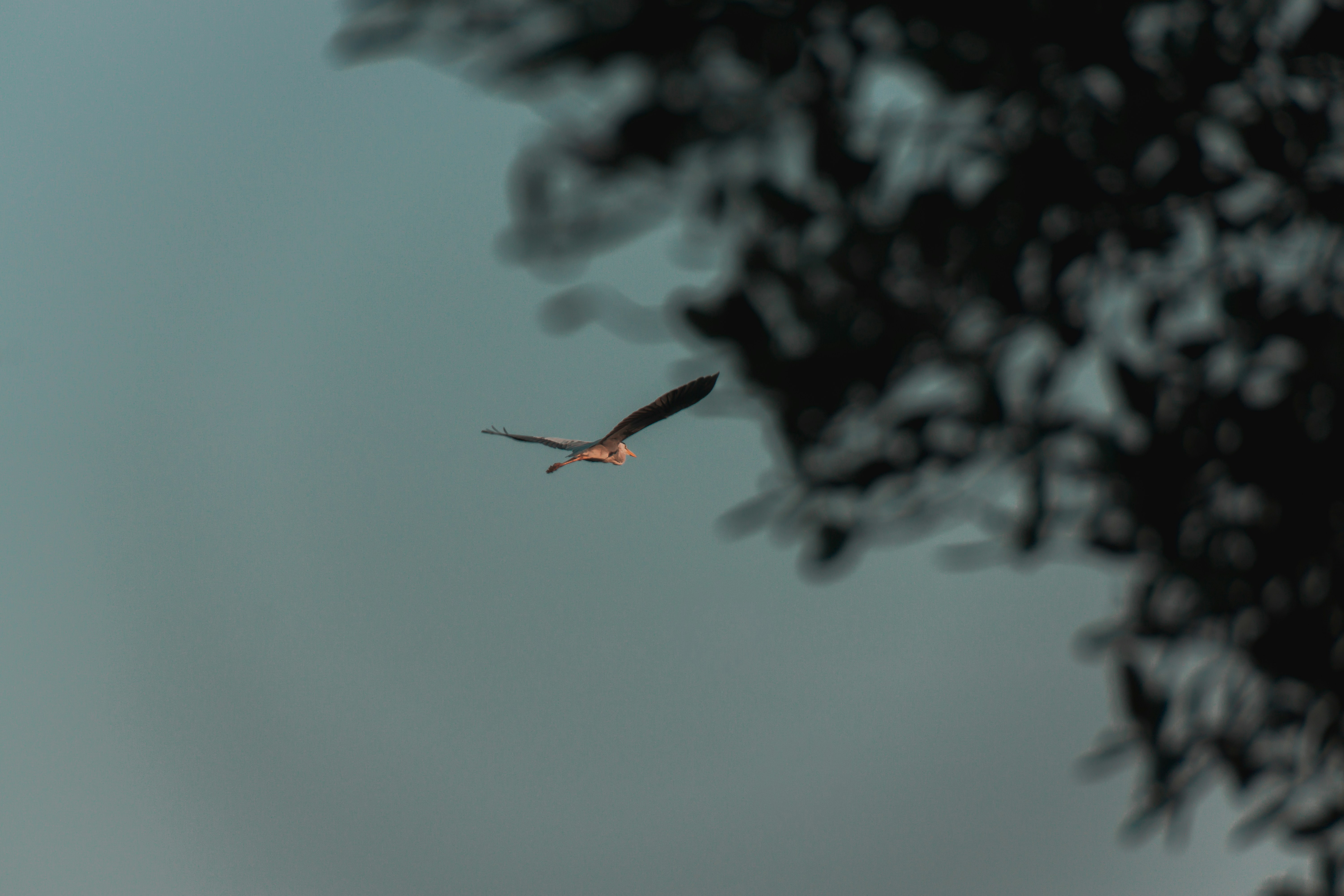 Flying Fox Zip Line photo 3