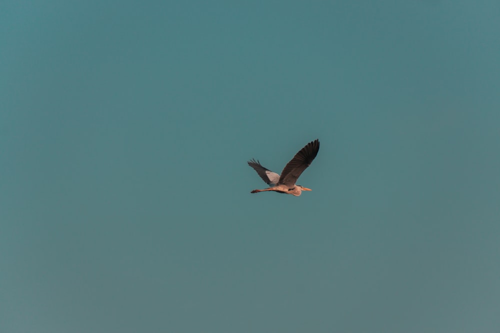 white and black bird flying under blue sky during daytime