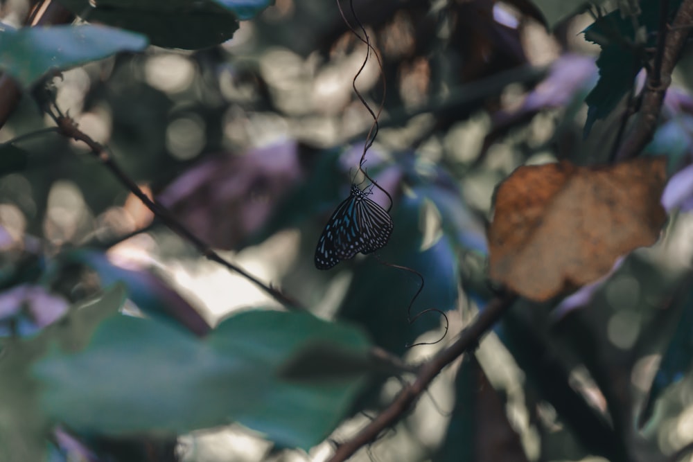 schwarzer und weißer Schmetterling, der tagsüber auf braunen getrockneten Blättern sitzt