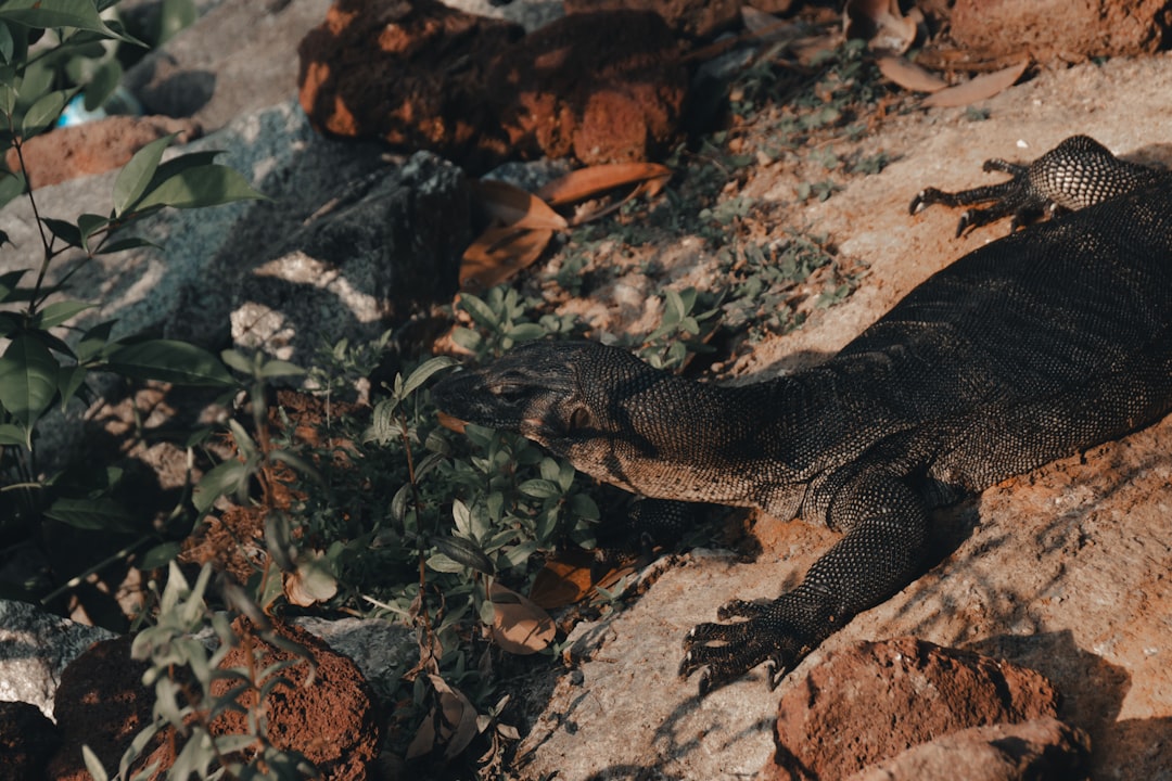 brown and black reptile on brown and gray rock