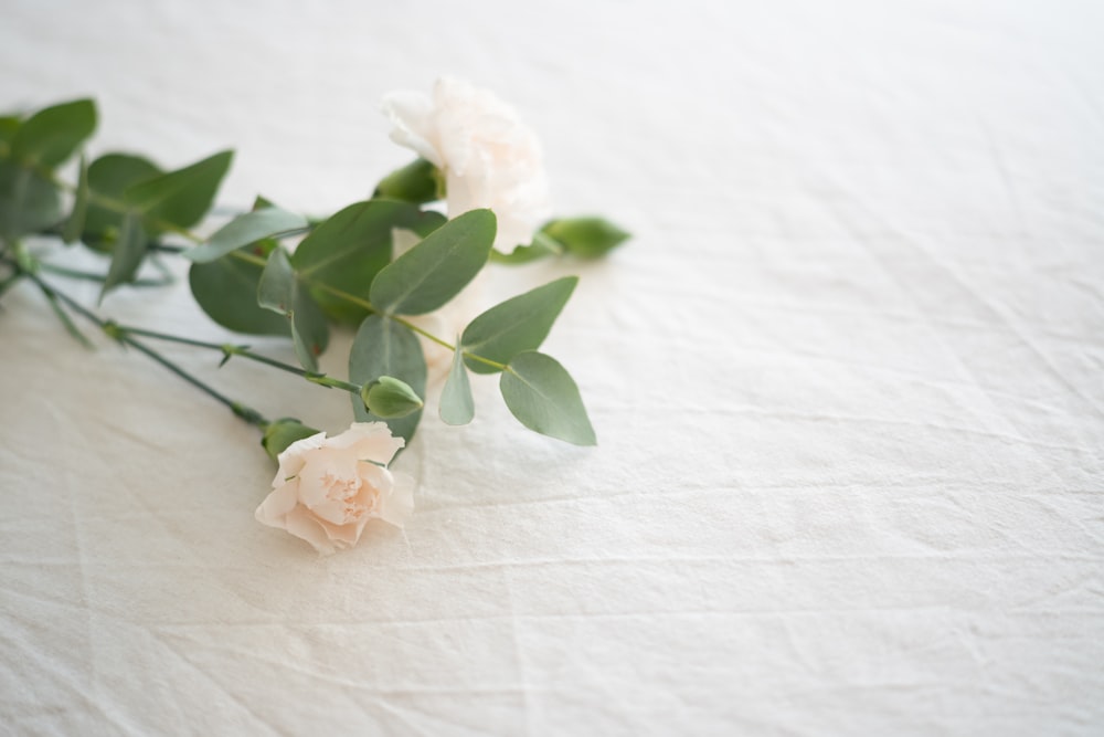 fleur blanche sur textile blanc