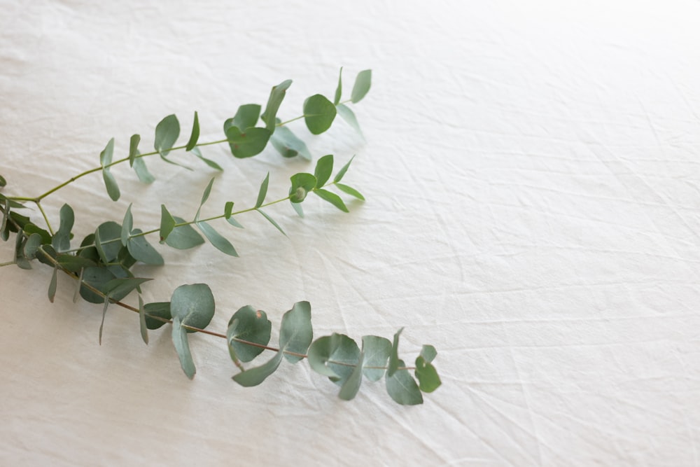 green leaves on white textile