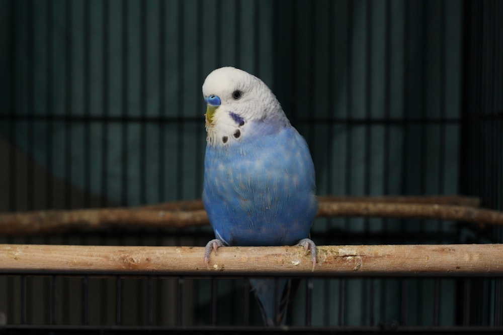 pájaro azul, blanco y amarillo en jaula