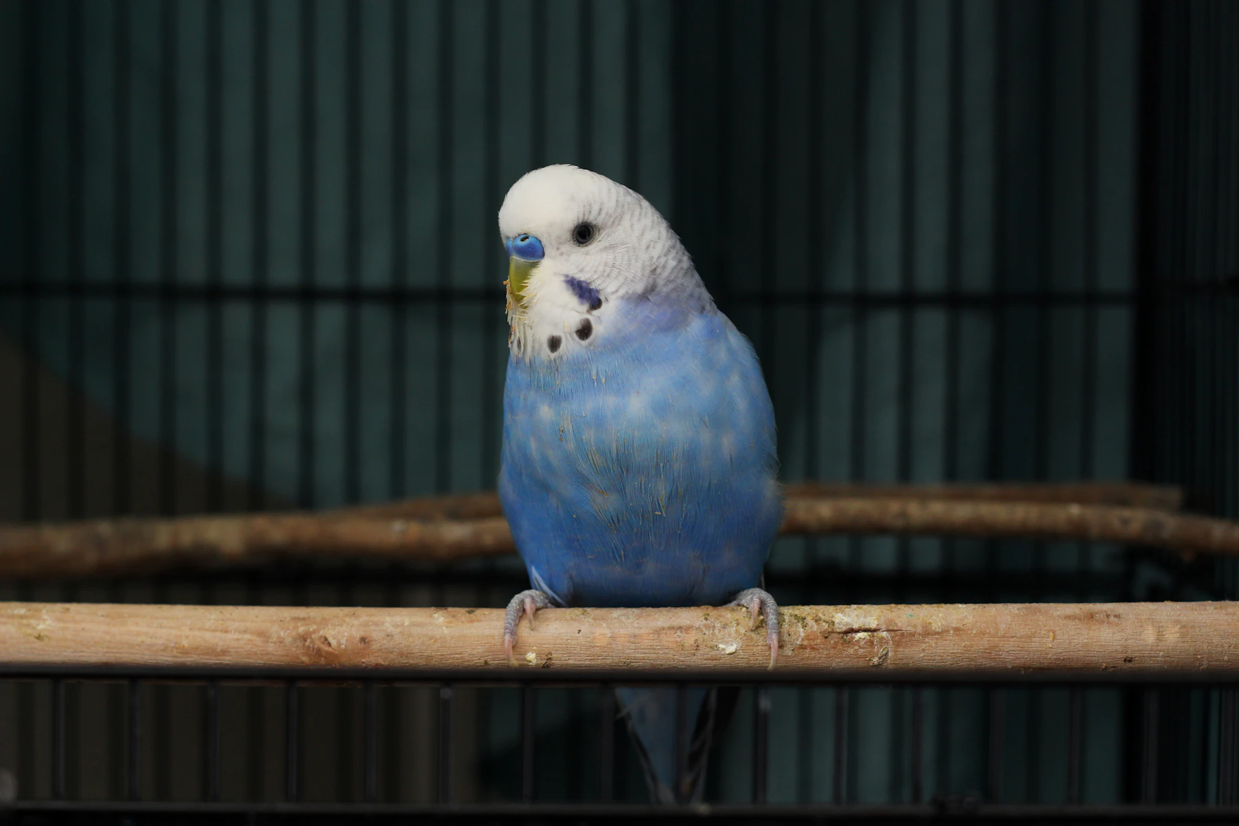 A blue budgie on a wooden perch inside a dark cage