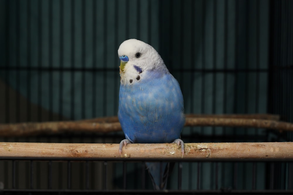 blau-weißer und gelber Vogel im Käfig