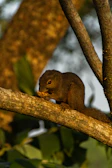 A curious squirrel perched on a tree branch, nibbling on a nut with tiny paws.