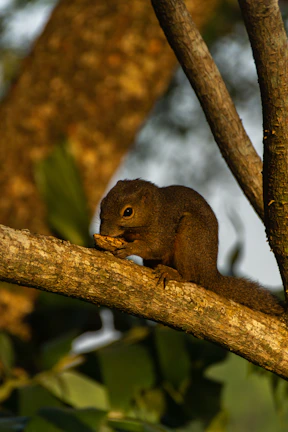 A curious squirrel perched on a tree branch, nibbling on a nut with tiny paws.