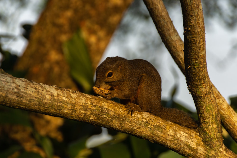 brown squirrel on brown tree branch during daytime