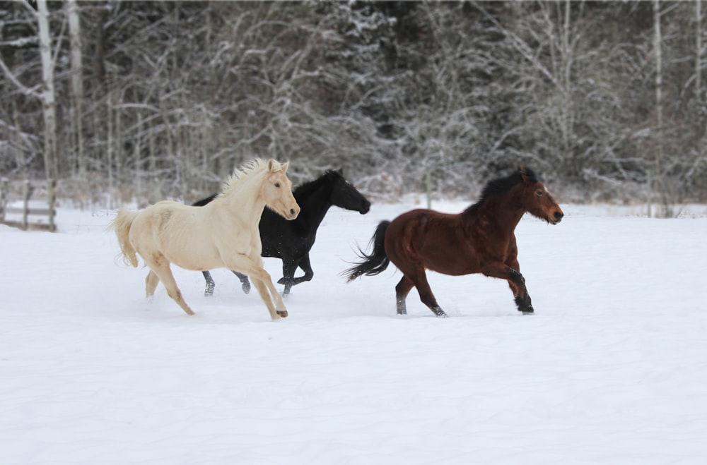 brown and white horses on snow covered ground during daytime