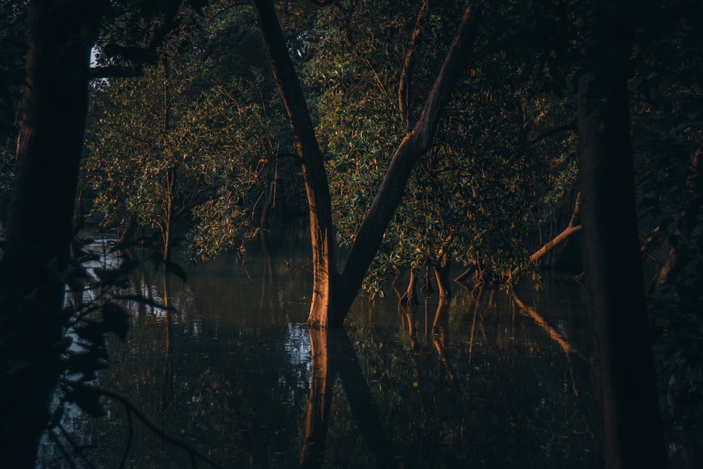 alberi marroni accanto allo specchio d'acqua durante il giorno