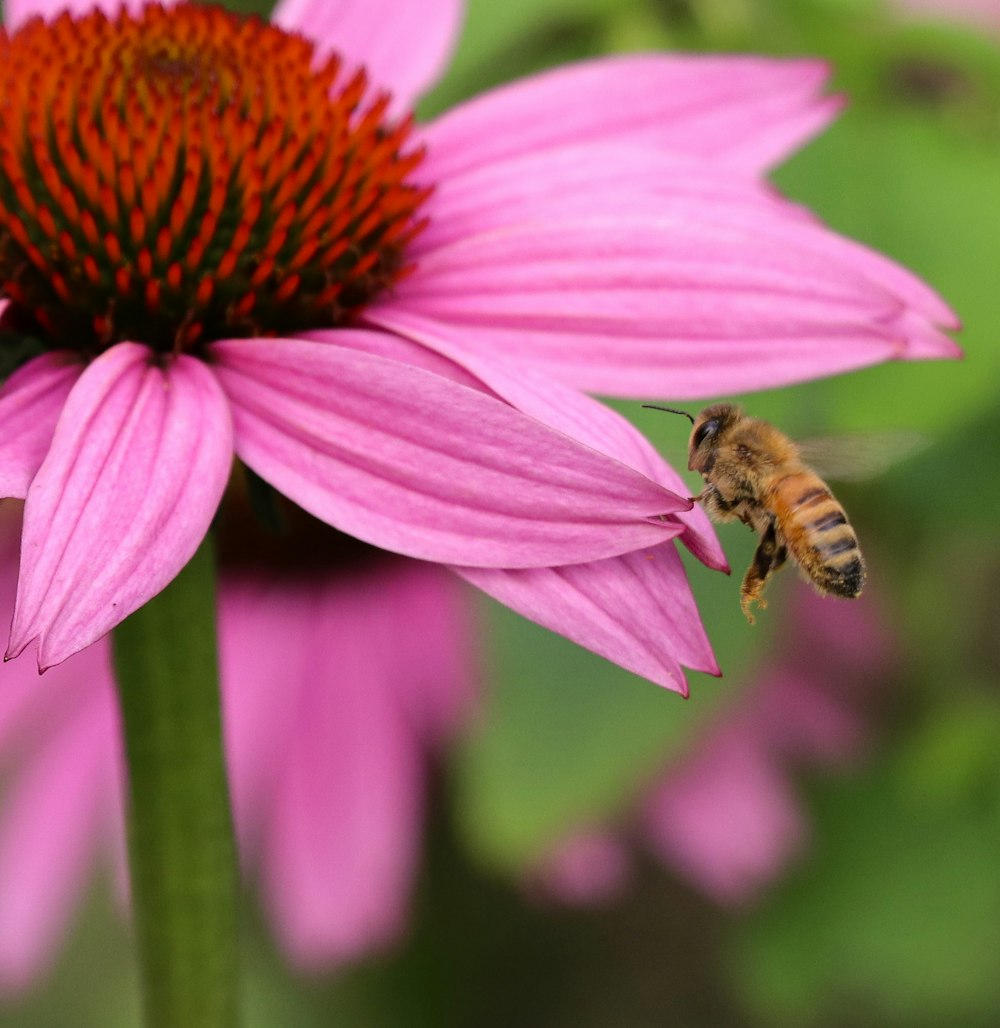 honeybee perched on purple flower in close up photography during daytime