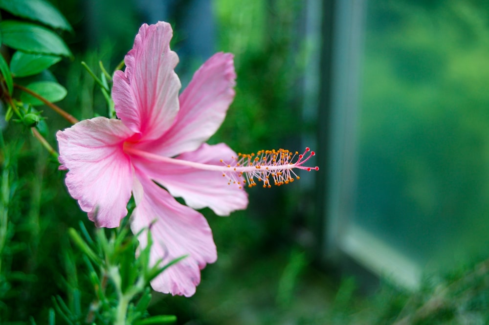 pink and white flower in tilt shift lens