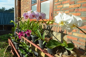 A row of potted orchids in various colors, including white, pink, and purple, placed on a stand against a red brick wall. The plants are situated next to a window with wooden frames, and the area is bathed in sunlight creating shadows. In the background, part of a green-roofed structure and some trees are visible.