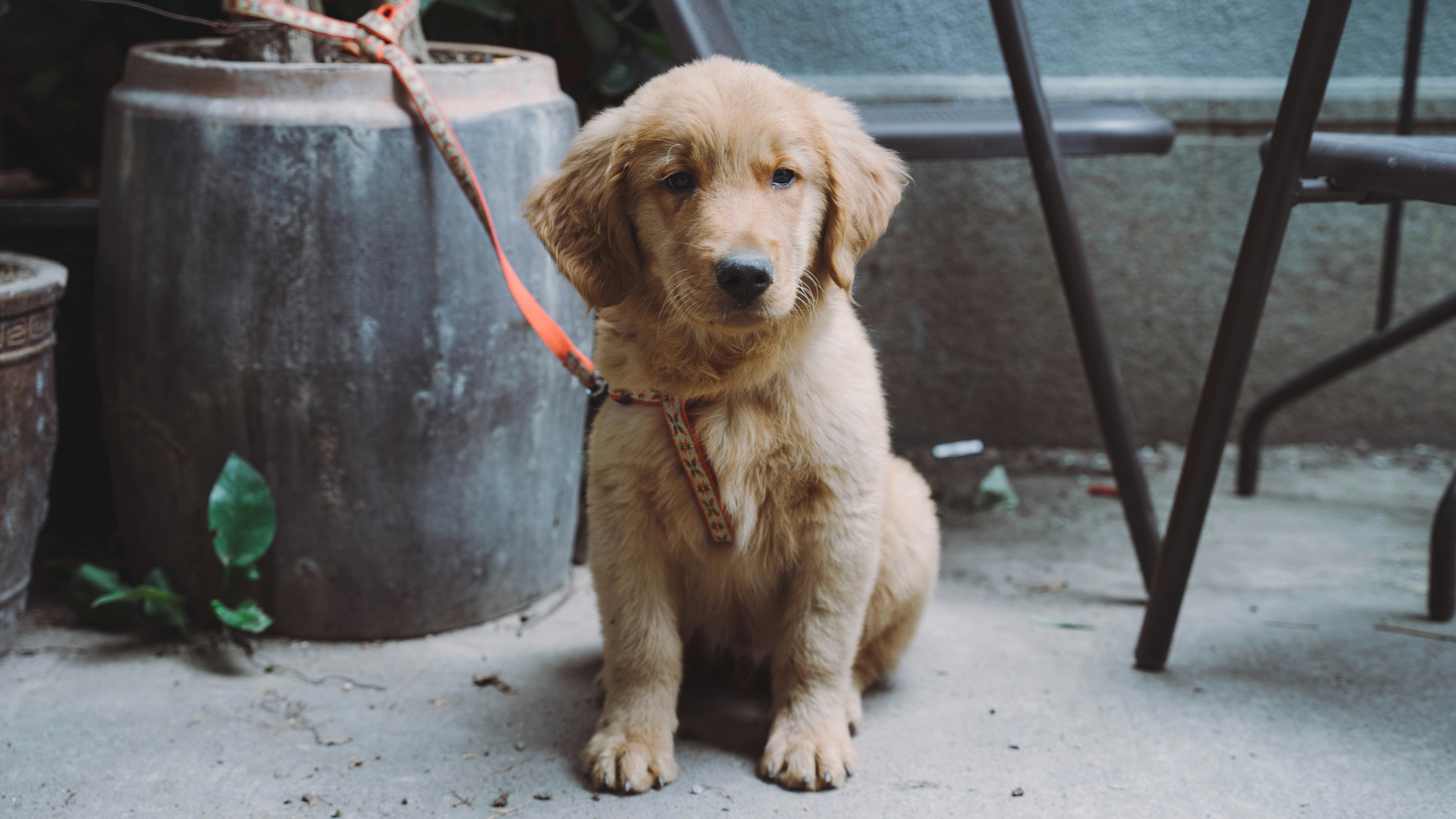 How to Train a Puppy to Stay: Complete 2026 Guide