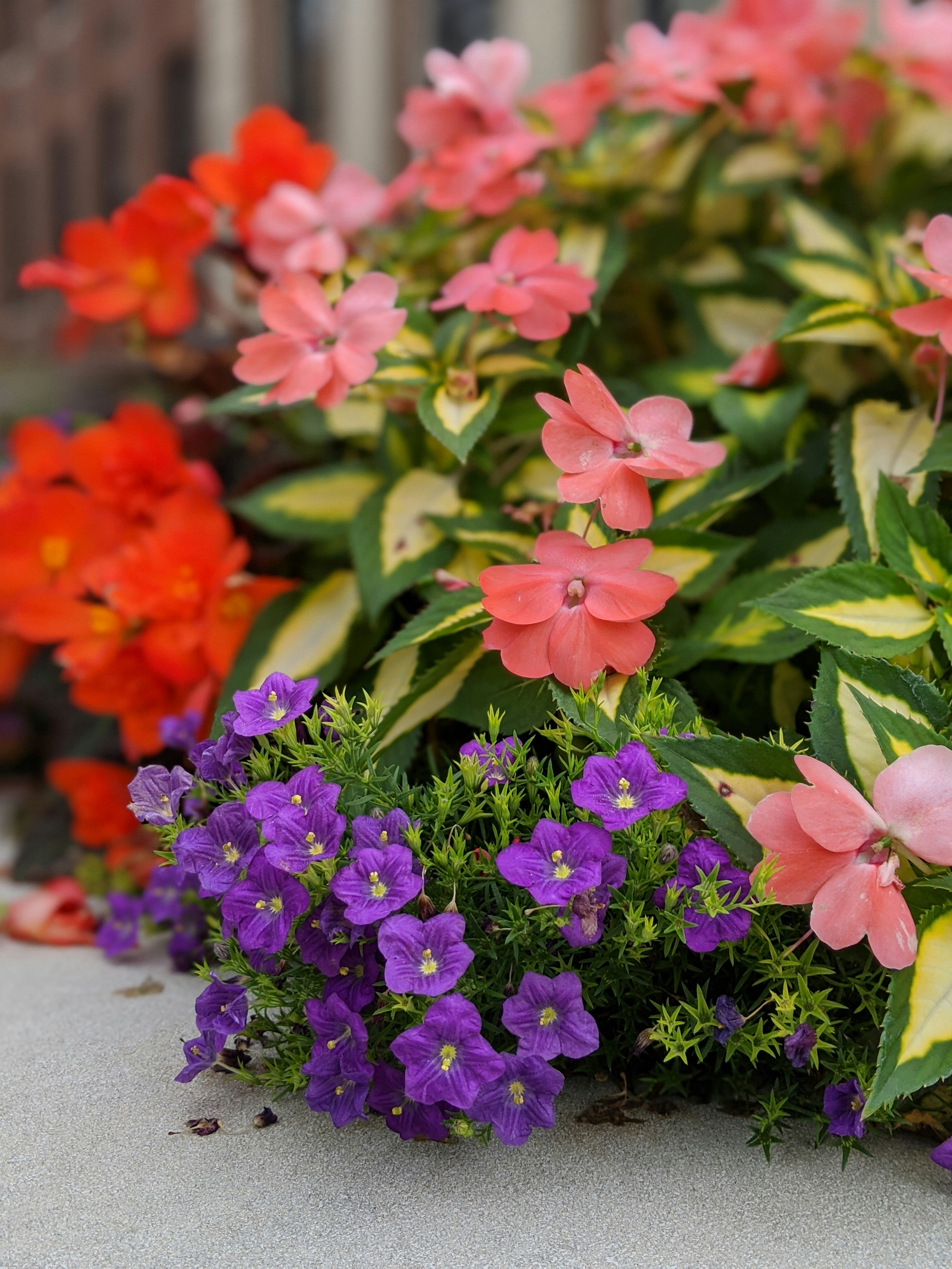 Container gardening for small spaces - A vibrant container garden