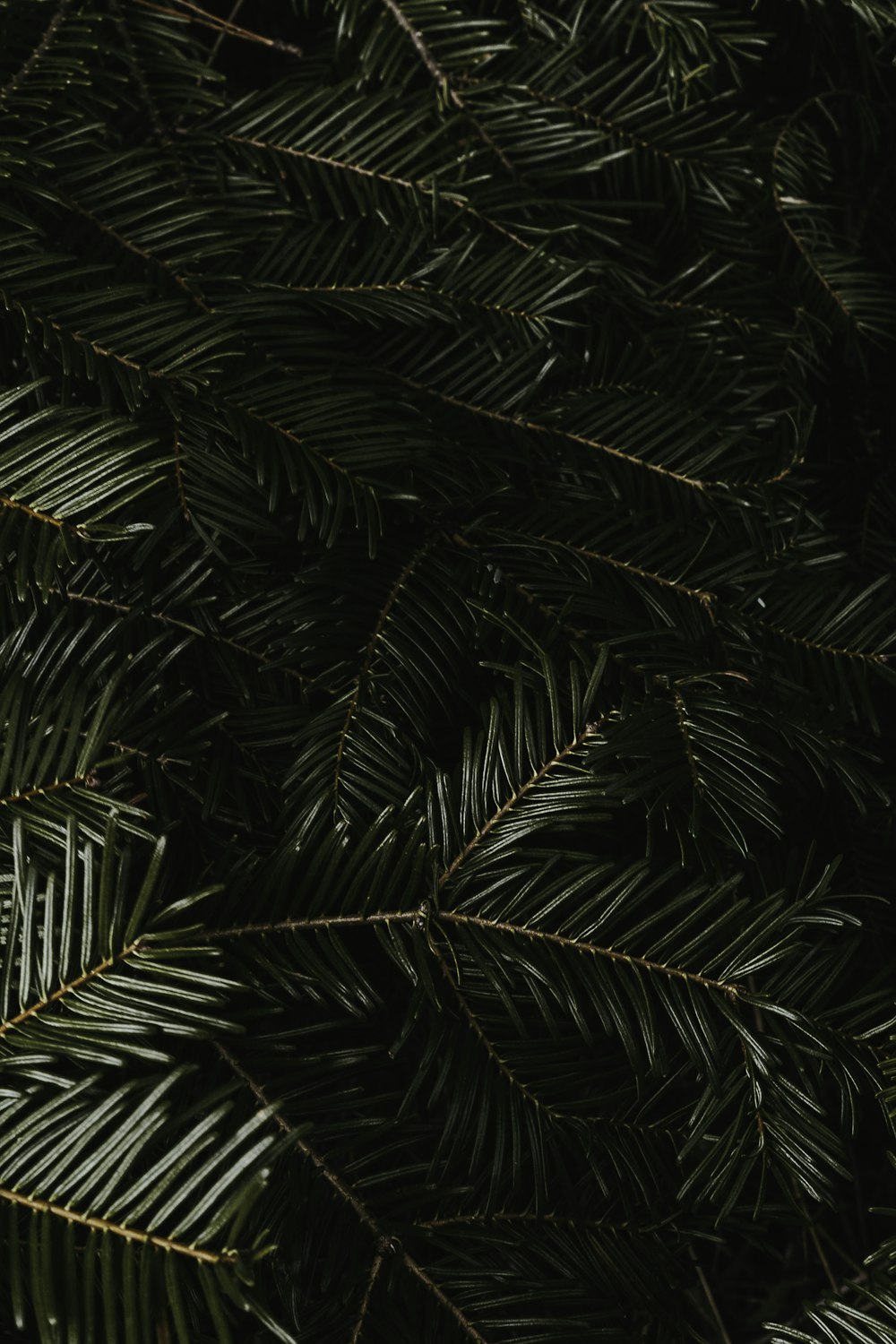 green leaves in close up photography